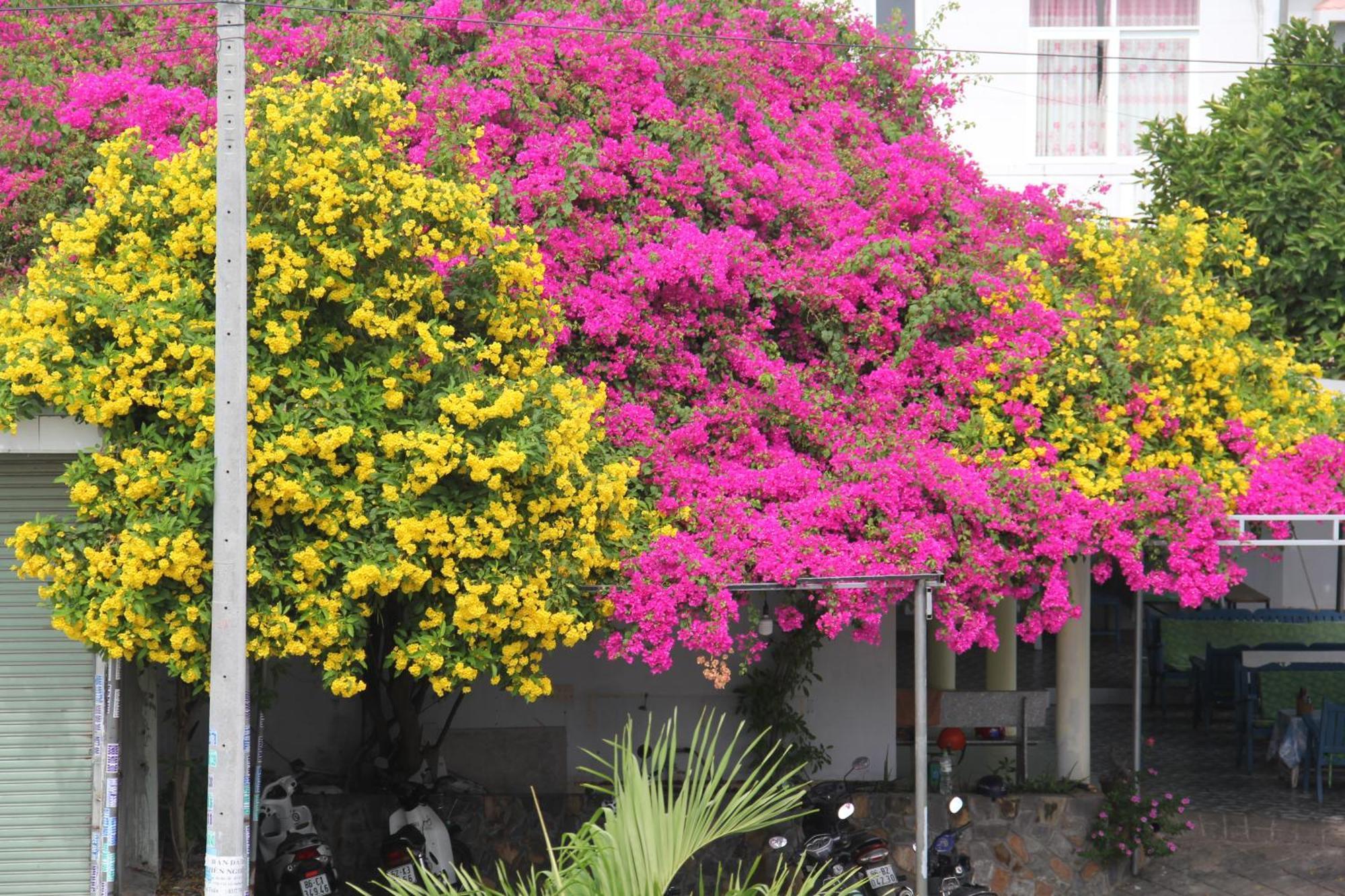 Dynasty Muine Resort Ap Thien Phuoc Dış mekan fotoğraf